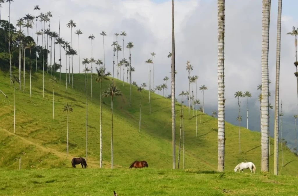 Colombia ¿Cuándo viajar a Colombia?