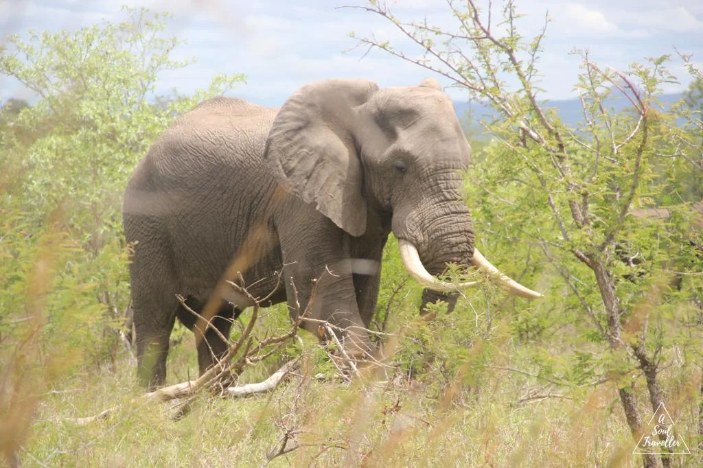 Cómo hacer un Safari por libre en el Kruger