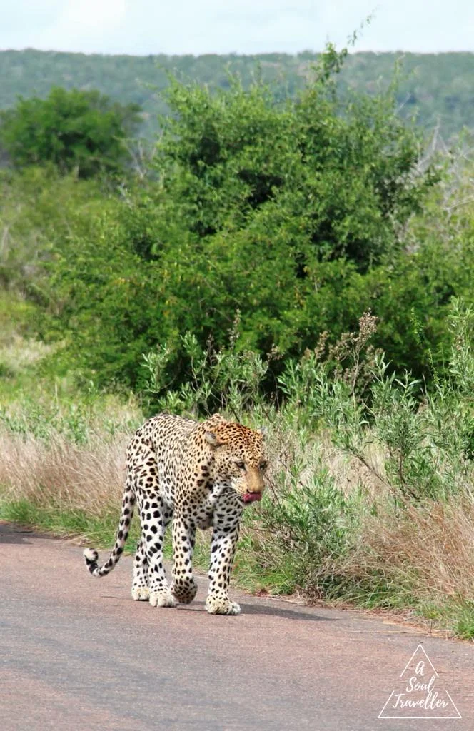 Los 5 grandes en un Safari en el Kruger