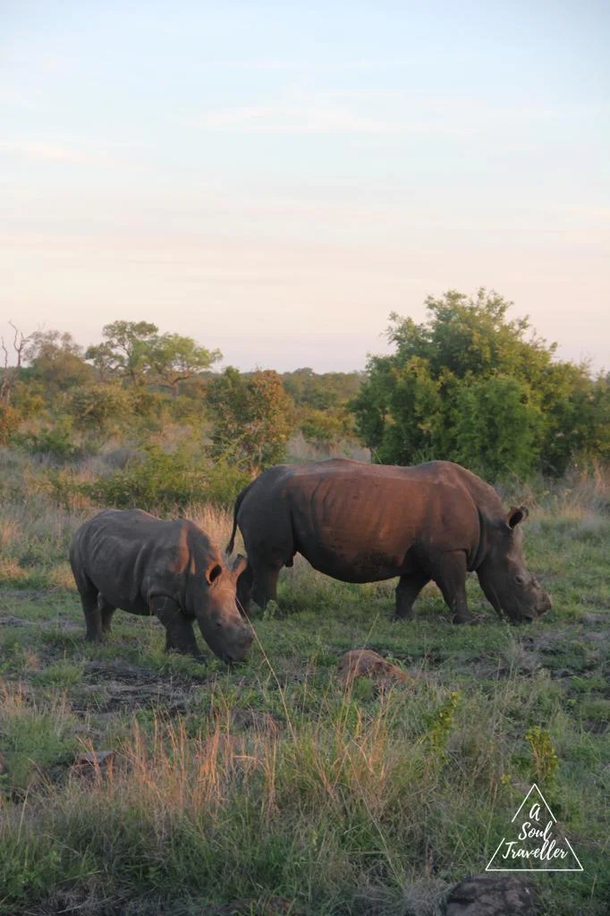 Los 5 grandes en un Safari en el Kruger