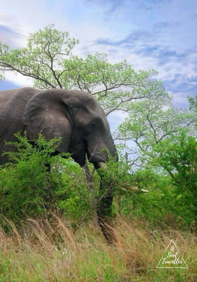 Los 5 grandes en un Safari en el Kruger
