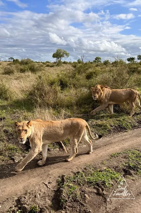Los 5 grandes en un Safari en el Kruger