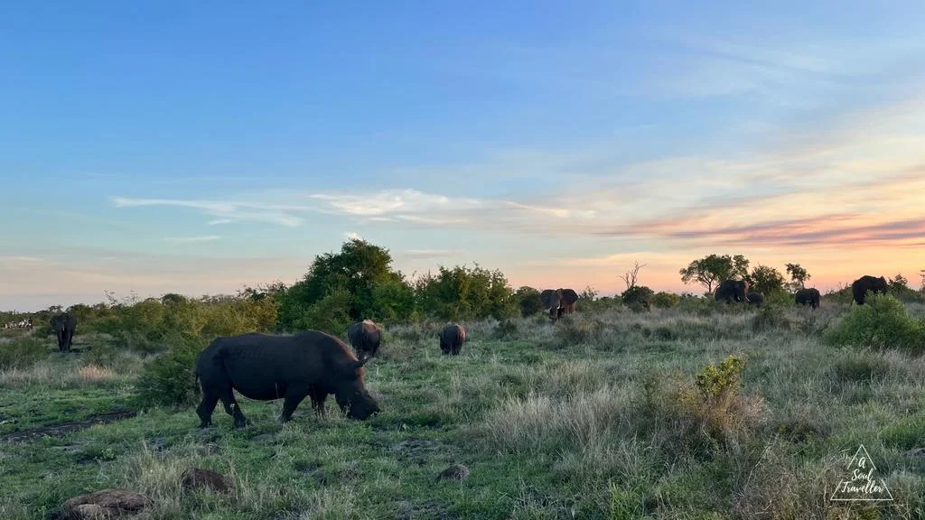 Cómo hacer un Safari por libre en el Kruger