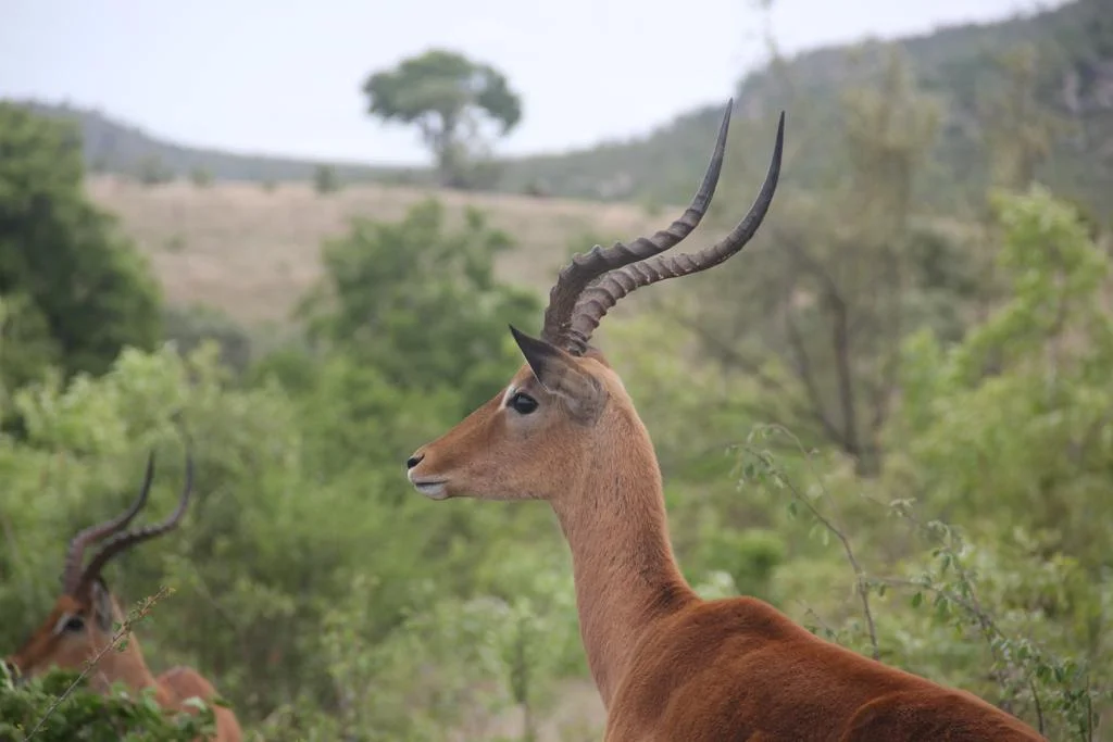 Guia para hacer un safari en Sudáfrica, Parque Nacional Kruger