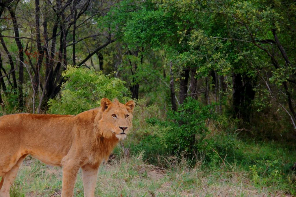 Guia para hacer un safari en Sudáfrica, Parque Nacional Kruger