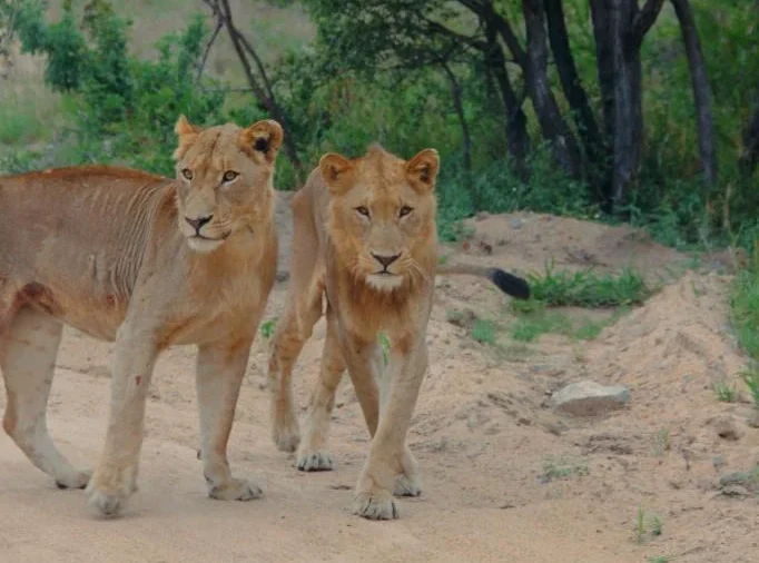Guia para hacer un safari en Sudáfrica, Parque Nacional Kruger