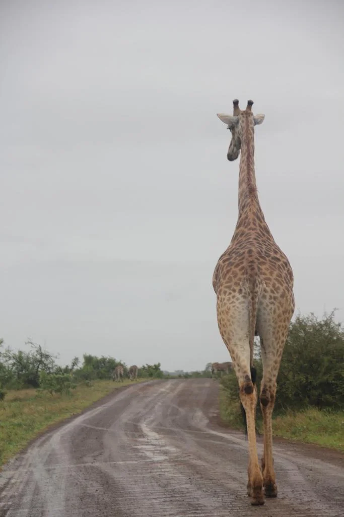 Guia para hacer un safari en Sudáfrica, Parque Nacional Kruger