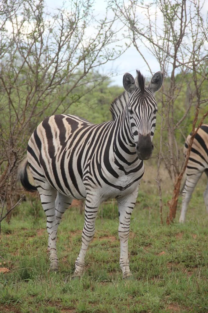 Guia para hacer un safari en Sudáfrica, Parque Nacional Kruger
