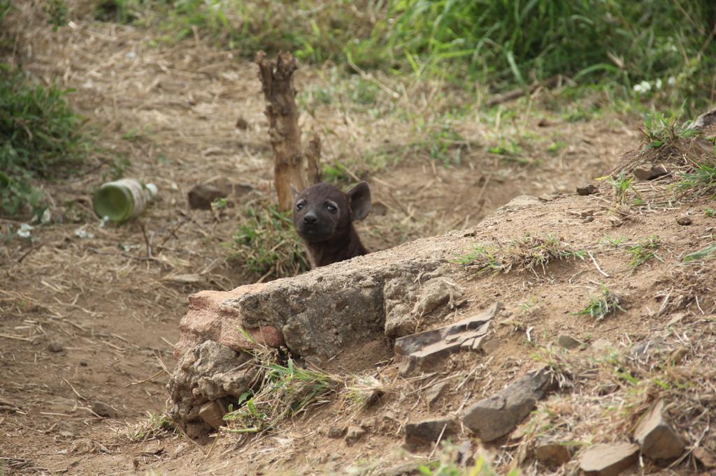 Guia para hacer un safari en Sudáfrica, Parque Nacional Kruger