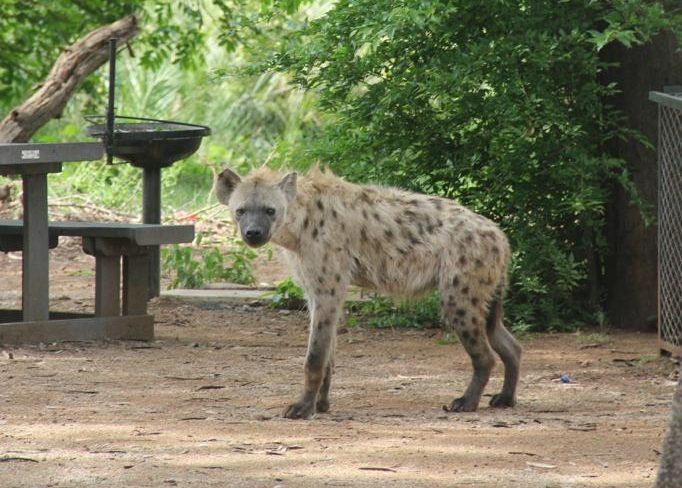 Guia para hacer un safari en Sudáfrica, Parque Nacional Kruger