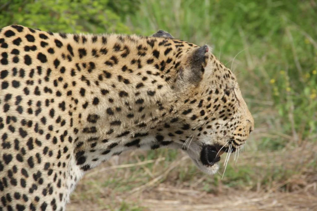 Guia para hacer un safari en Sudáfrica, Parque Nacional Kruger
