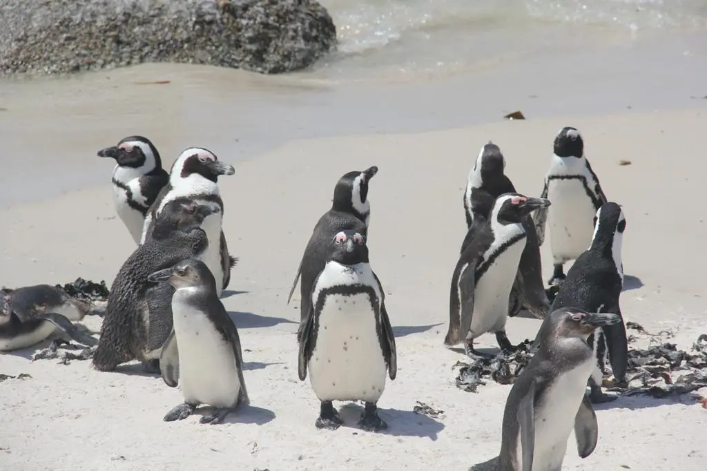 Pingüinos vistos en la playa de Boulders Beach en Sudáfrica