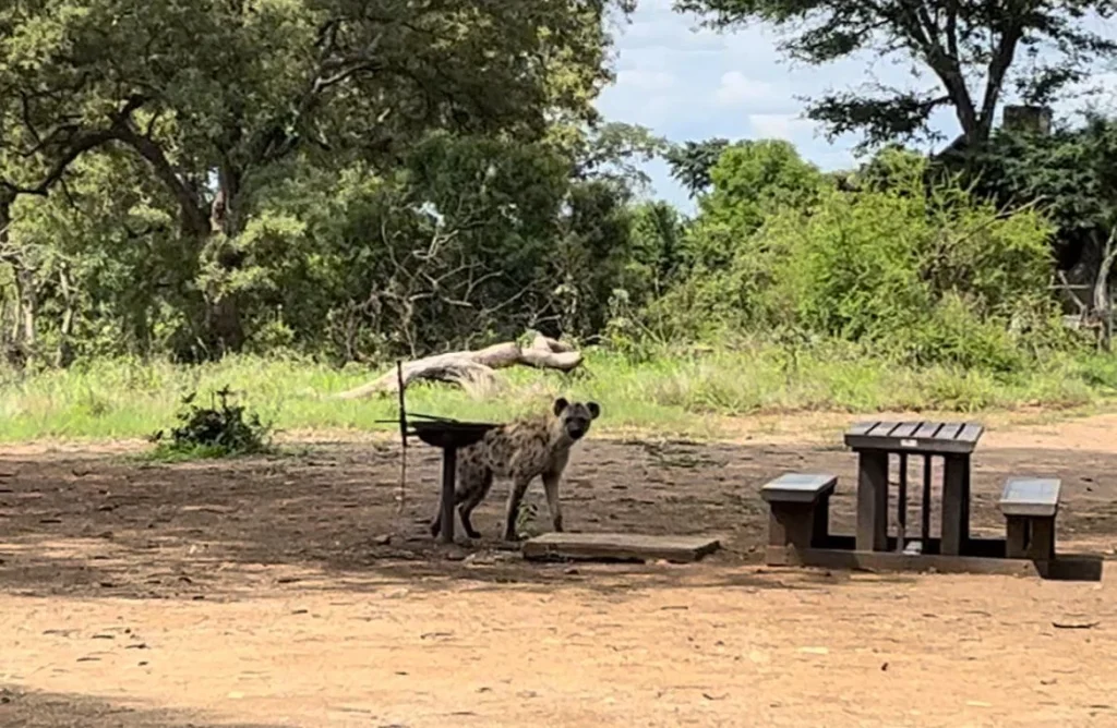 Zona de picnic en el Kruger