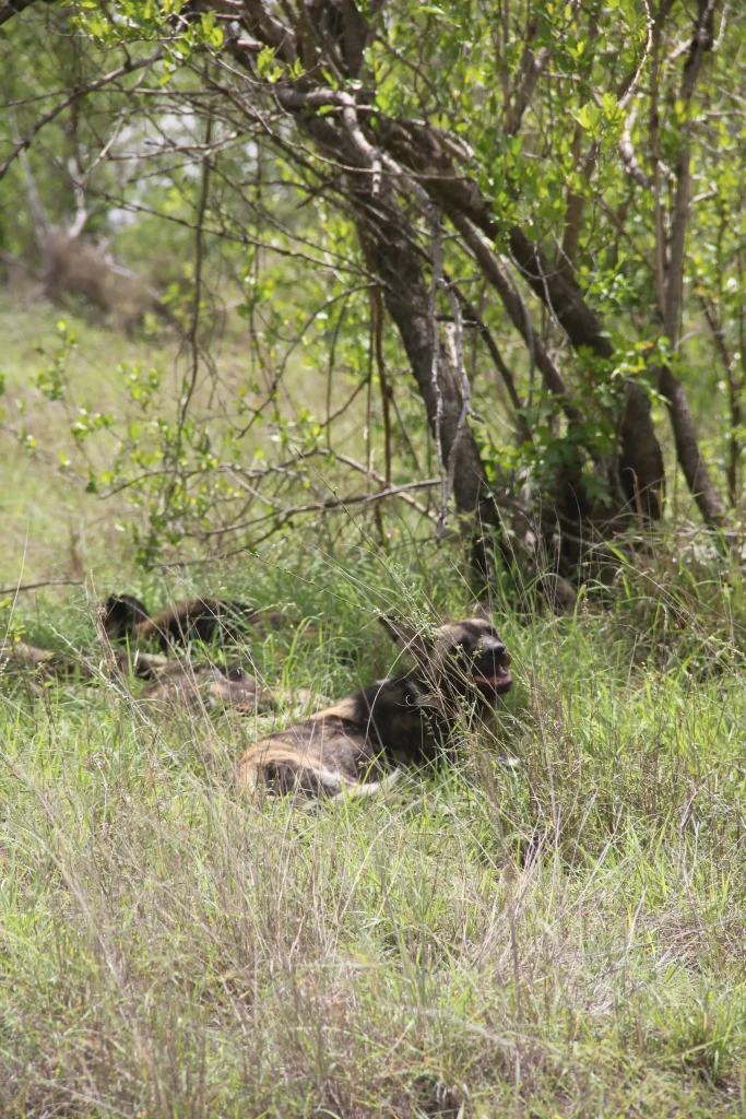 Wild Dogs, perros salvajes