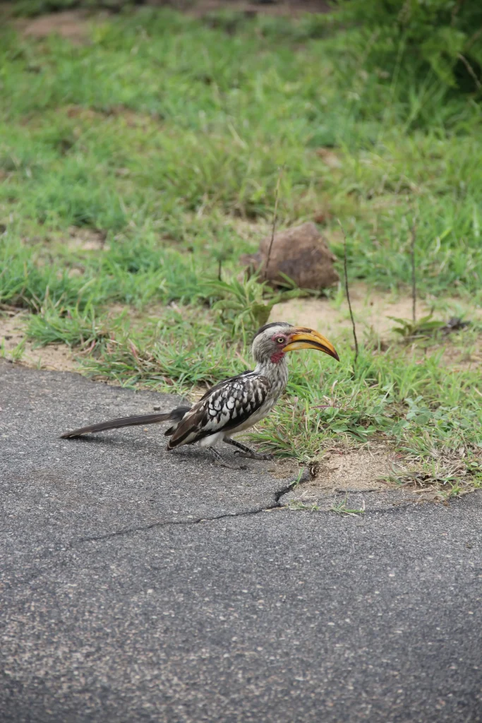 Zazu Tucán en el Kruger