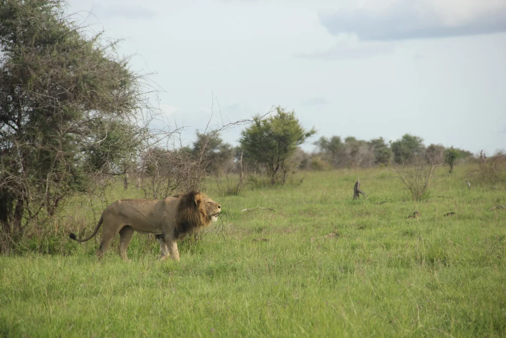 Rugido de un león en el Kruger cerca de Satara