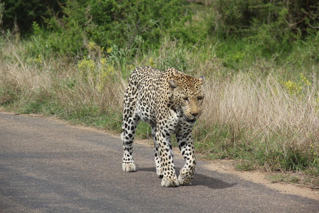 Guia para hacer un safari en Sudáfrica, Parque Nacional Kruger