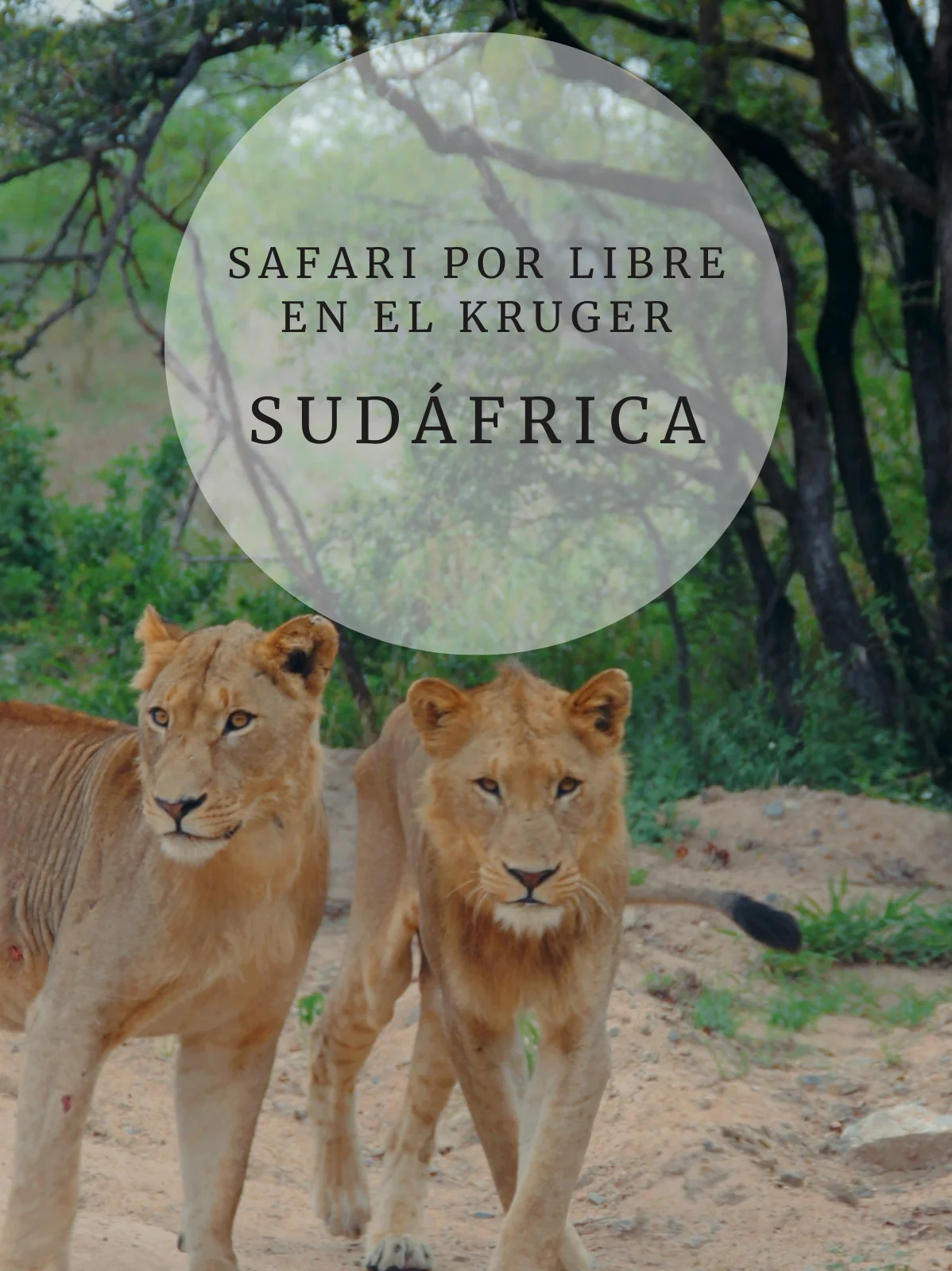 Cómo hacer un safari por libre en el Kruger, Sudafrica post relacionados Cómo hacer un safari por libre en el Kruger, Sudafrica