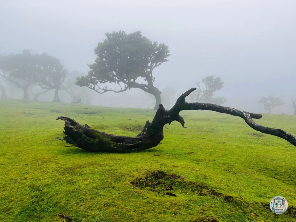 bosque encantado con niebla de Fanal