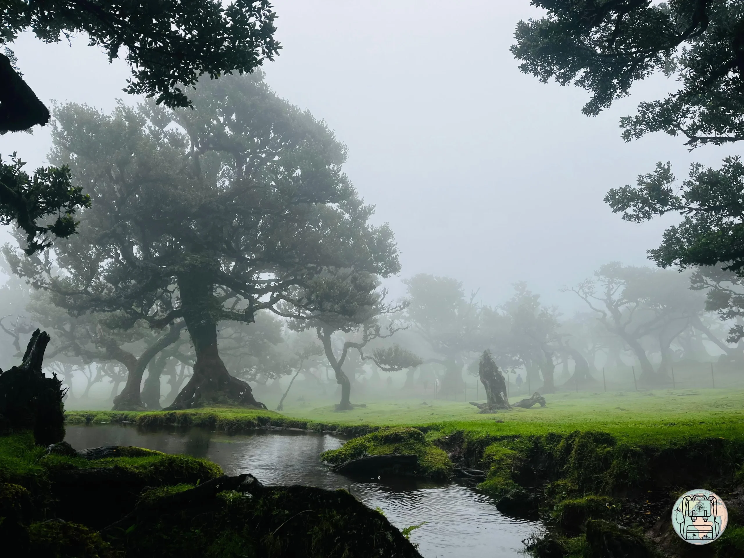 Bosque Fanal, itinerario 7 dias Madeira Bosque Fanal, itinerario 7 dias Madeira