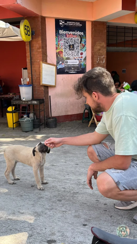 Perritos en guatemala