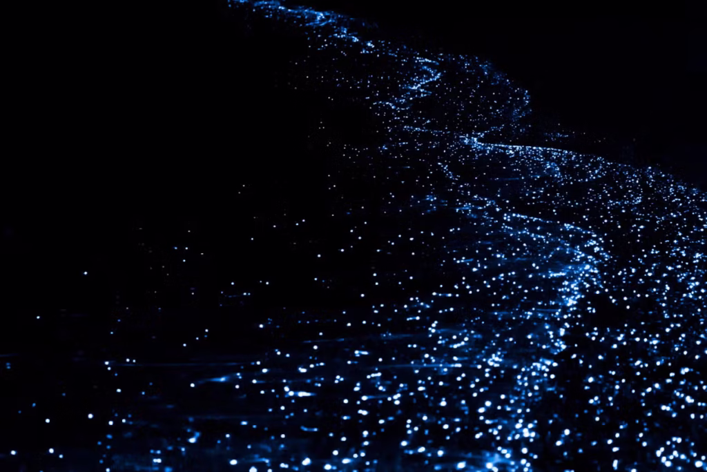 plancton bioluminiscente en punta cocos, Isla Holbox