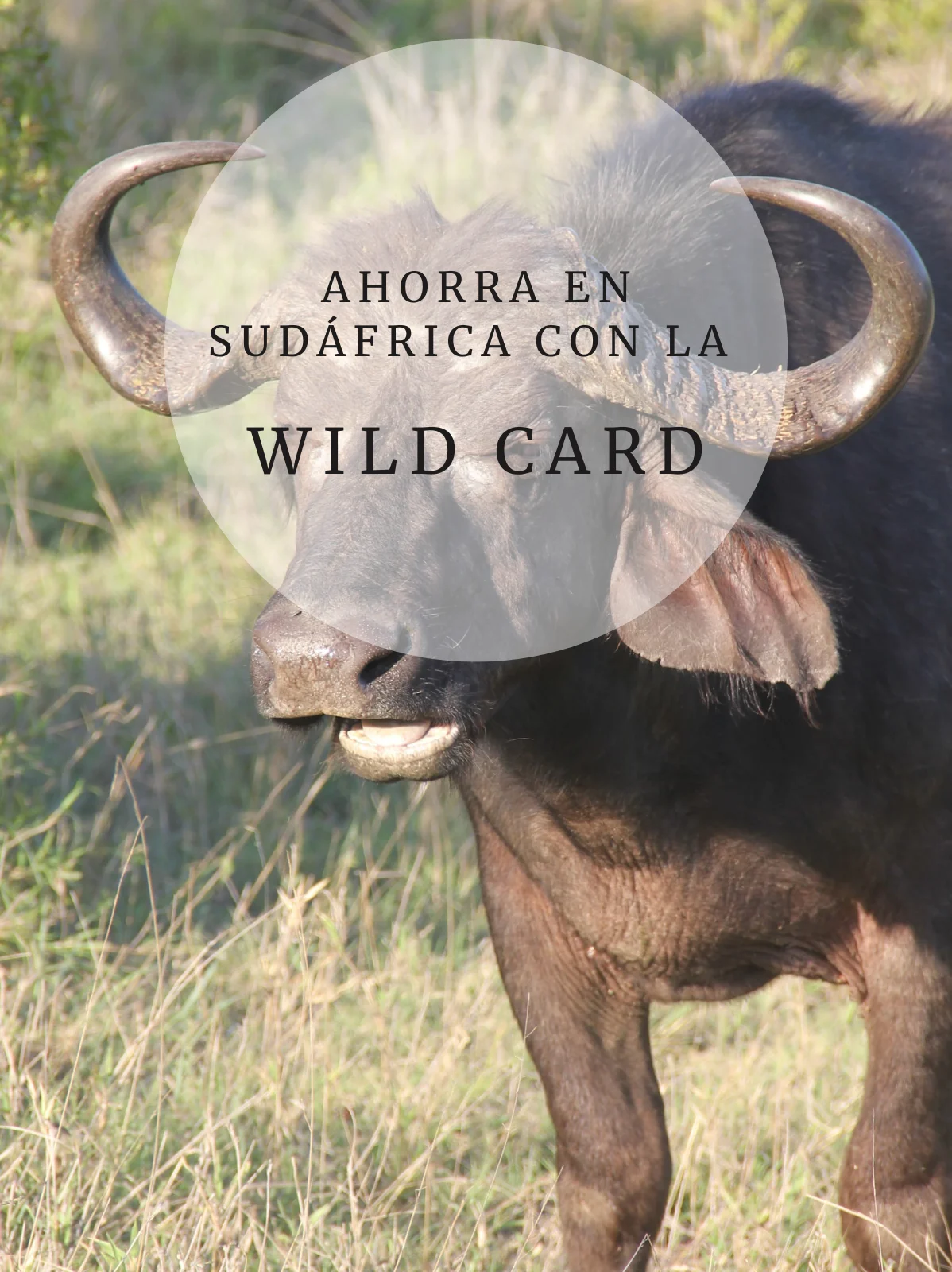 Portada Wild Card Portada Wild Card
