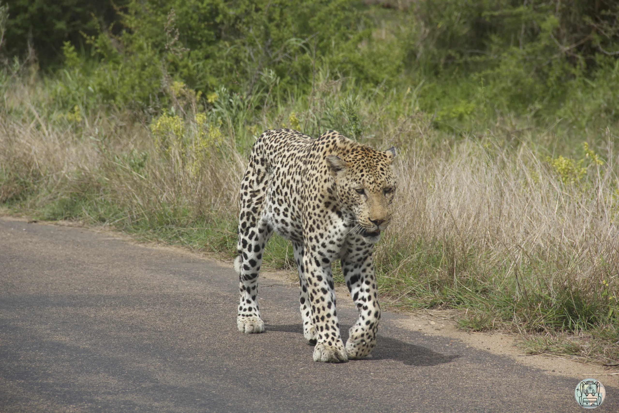 Safari en sudafrica: avistamiento de un leopardo en libertad. Uno de los mejores destinos de aventura para visitar en noviembrey ver a los 'Cinco Grandes' en su hábitat natural. Donde viajar en noviembre