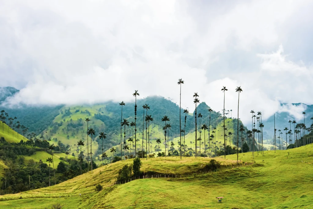 Paisaje verde del Valle de Cocora en Colombia con altísimas palmas de cera que sobresalen de colinas onduladas, bajo un cielo nublado, con tres caballos pastando en primer plano. El Eje Cafetero de colombia un destino ideal donde viajar en julio