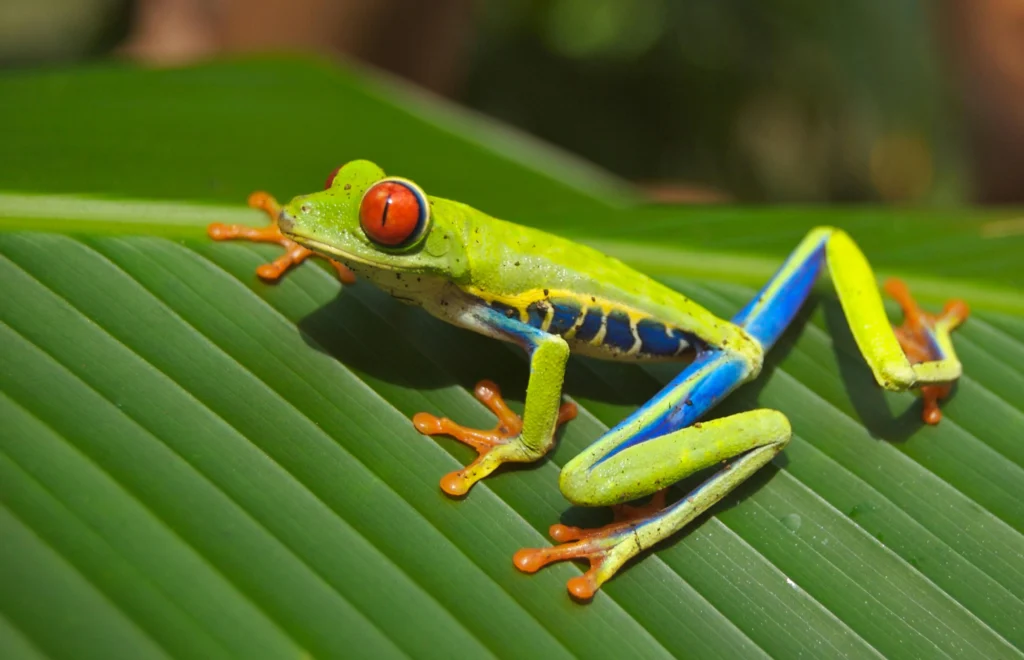 Primer plano de una rana de ojos rojos sobre una rama cubierta de musgo en la selva tropical de Costa Rica, destacando su piel verde brillante, flancos azules y patas anaranjadas sobre un fondo oscuro desenfocado. recomendado para visitar en abril
